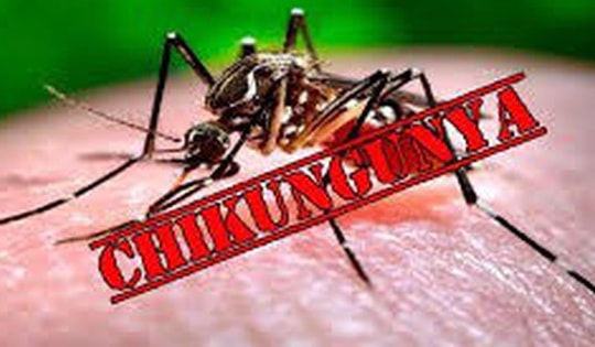 Dịch bệnh Chikungunya tăng tại nhiều nước, Bộ Y tế khuyến cáo khẩn các biện pháp phòng, chống
