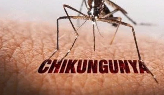 Bệnh Chikungunya từng lưu hành ở Việt Nam, TPHCM nguy cơ tái xuất cao