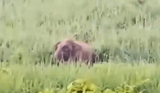 Video voi rừng xuất hiện ở bản Manh, Nghệ An