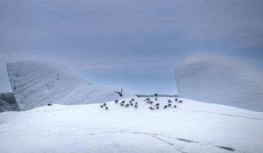 Bắc Cực trải qua mùa hè nóng kỷ lục, băng tan ở mức báo động