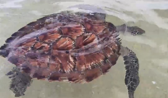 Thả cá thể Vích quý hiếm và 93 rùa con về biển Hòn Cau