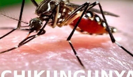 Chikungunya dễ gây tàn phế và nhầm lẫn với sốt xuất huyết