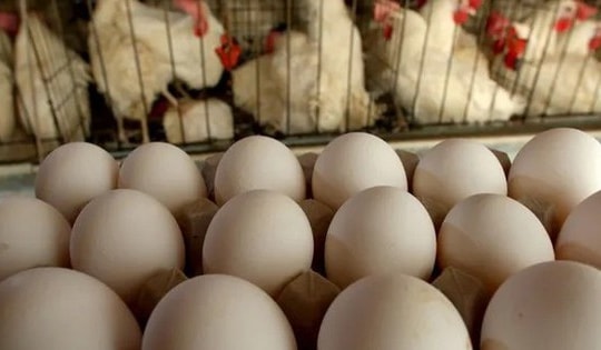 Trứng gà tăng giá dựng đứng có phải do khan hiếm nguồn cung?