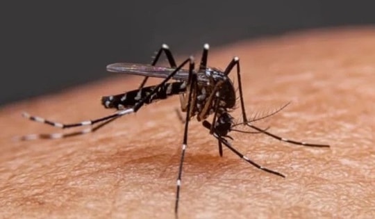 Tăng cường giám sát tại cửa khẩu, sân bay phòng chống bệnh Chikungunya