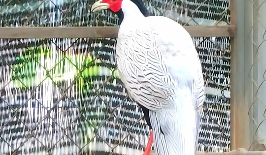 Bên trong nơi bảo tồn, nhân giống gà lôi trắng và nhiều loài động vật quý hiếm ở Huế