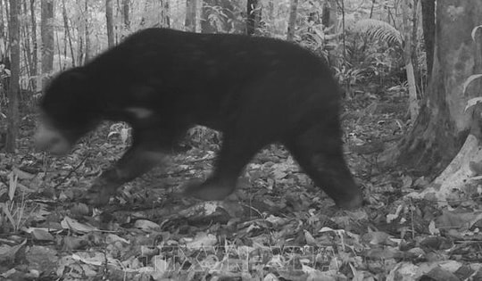 Bẫy ảnh chụp được gấu ngựa và cua bay tại Vườn Quốc gia Chư Mom Ray