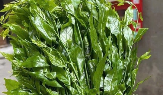 Rau ngót rừng hiếm hàng, giá bán 150.000 đồng/kg vẫn không đủ trả đơn