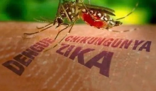 Bệnh Chikungunya 'người đi khom lưng' có nguy hiểm không?