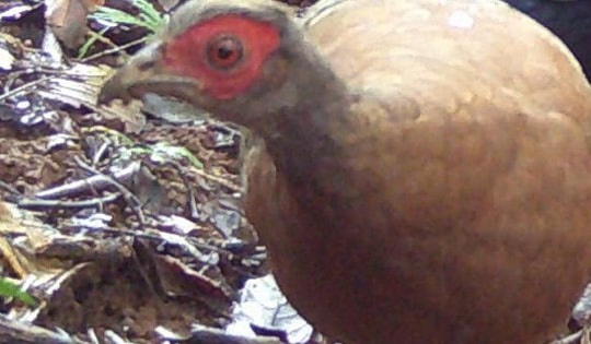 Cận cảnh loài gà có tên trong Sách đỏ sống khỏe ở đại ngàn Quảng Ngãi
