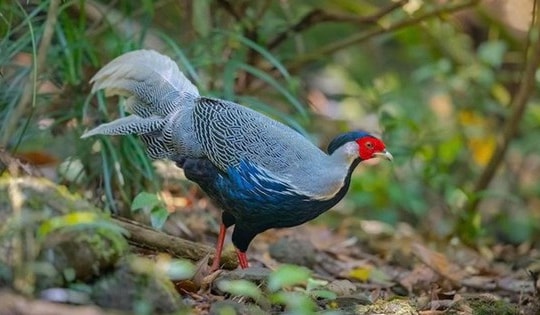 Người dân có được tự ý nuôi các loài động vật có tên trong sách Đỏ?