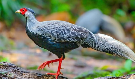 Chuyên gia bảo tồn: 'Cần làm nghiêm người coi thường pháp luật vụ nuôi gà lôi trắng'
