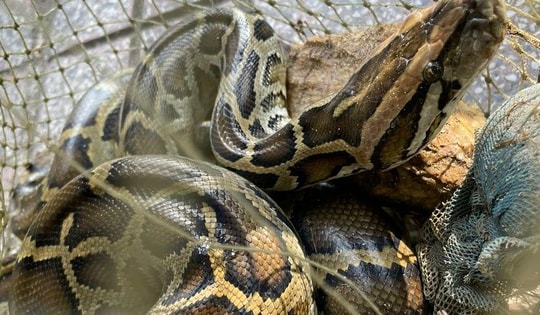 Phát hiện nhiều động vật quý hiếm trong vườn nhà dân