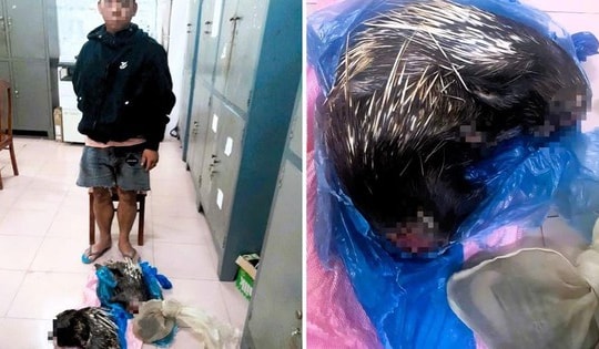 Phát hiện vụ vận chuyển trái phép động vật rừng nguy cấp, quý hiếm