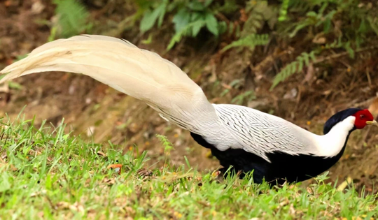 Điểm mặt những loài động vật quý hiếm được bảo vệ nghiêm ngặt