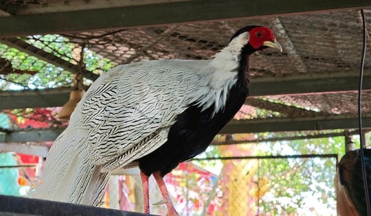 Vì sao phải nghiêm cấm việc tự ý nhân nuôi gà lôi trắng?