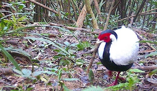 Gà lôi trắng quý hiếm bất ngờ xuất hiện trong bẫy ảnh ở Nghệ An