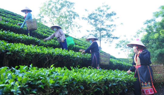 Tuyên Quang phát huy sức dân trong công cuộc giảm nghèo bền vững