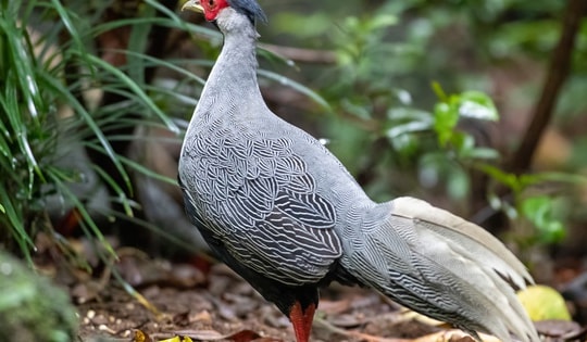 Các điều kiện để được nhân nuôi loài hoang dã quý hiếm sau vụ án gà lôi trắng