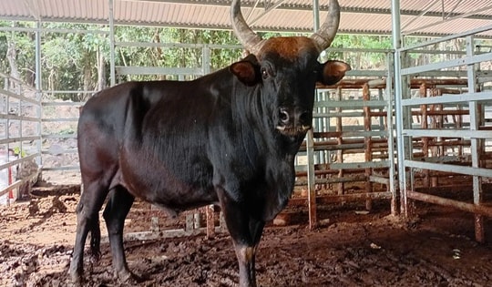 Đàn bò tót lai quý hiếm ở Khánh Hòa vẫn khỏe mạnh, hình ảnh ốm trơ xương trên mạng là từ nhiều năm trước