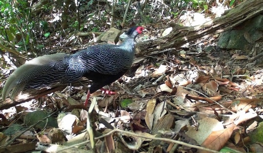 Cận cảnh gà lôi trắng và các loài động vật quý hiếm ở Vườn quốc gia Bạch Mã