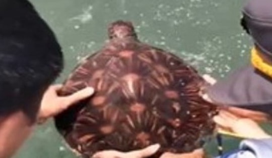 Thả động vật quý hiếm có nguy cơ tuyệt chủng về với biển