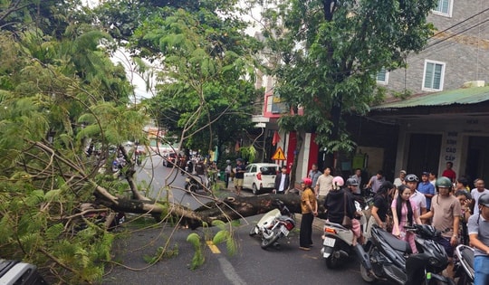 Cây phượng bật gốc đè trúng 2 xe máy chở 4 người ở Quảng Trị