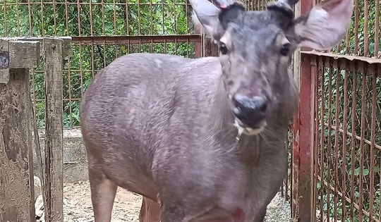 Nai nặng 2 tạ và nhiều động vật hoang dã được người dân giao nộp