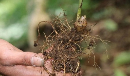 Đà Nẵng: Bắt giữ 3 đối tượng đào trộm gần 300 gốc sâm Ngọc Linh