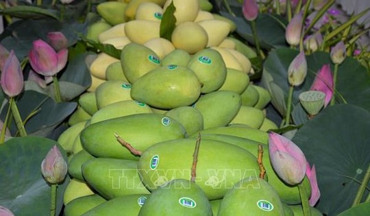 Xây dựng thương hiệu xoài xuất khẩu trên nền tảng chỉ dẫn địa lý