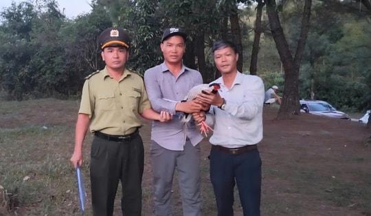 Phát hiện gà lôi trắng quý hiếm bay vào quán nước, người đàn ông giao nộp cho phường