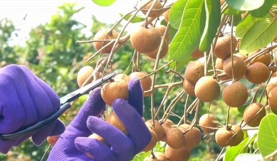 Nhà vườn Cần Thơ phấn khởi vì thanh nhãn đầu mùa giá cao kỷ lục