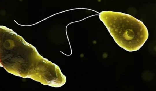 Australia phát hiện 'amip ăn não' trong nguồn nước sinh hoạt