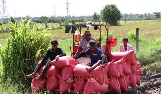 Nông dân Vĩnh Long thất thu vụ lúa Hè Thu