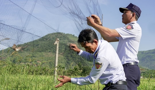 Lợi ích của chim yến và nỗi ám ảnh 'lưới tàng hình'