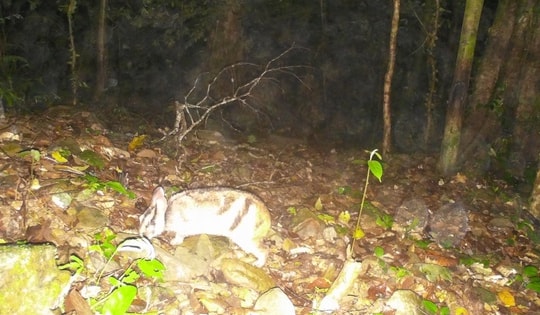 Bẫy ảnh ghi nhận nhiều loài động vật quý hiếm trong rừng đặc dụng ở Quảng Trị