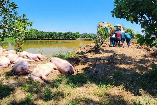 Dịch tả lợn Châu Phi phức tạp, Nghệ An chỉ cho tái đàn khi có xác nhận thú y