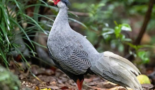 Được tặng, nuôi chơi động vật quý hiếm mà không biết có bị xử lý hình sự?