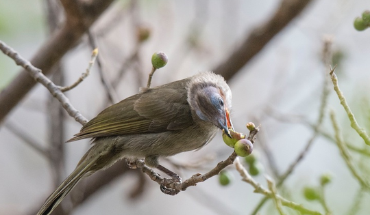 Bí mật của loài chim quý hiếm có biệt danh 'đầu trọc'