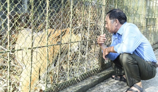 Số phận 9 con hổ nuôi trong trang trại suốt nhiều năm sẽ ra sao khi giấy phép nuôi nhốt hết hạn?