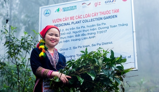 Dược liệu bản địa kết hợp làm du lịch: Hướng đi mới ở Lào Cai