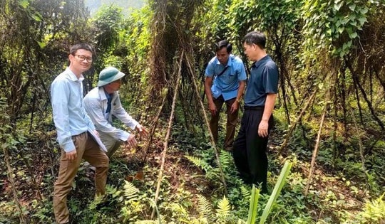 Hợp tác xã vườn giống dược liệu ở Yên Bái: Chuẩn hóa giống, mở rộng vùng trồng bền vững