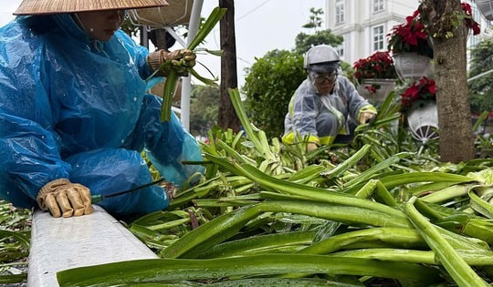 Xót xa những luống hoa, cây cảnh bị giẫm nát sau buổi tổng hợp diễu binh, công nhân mất cả ngày dầm mưa khắc phục