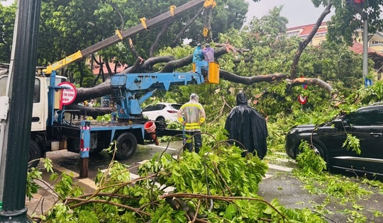 Hà Nội: Cây cổ thụ bật gốc đè trúng 2 ô tô đang lưu thông