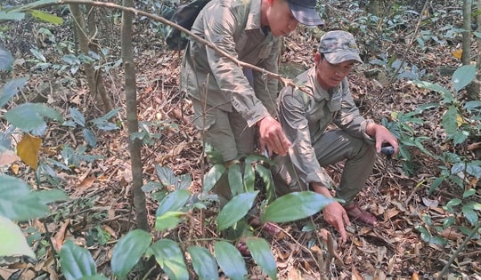 Tăng cường tuần tra rừng, gỡ bẫy để bảo vệ động vật quý hiếm