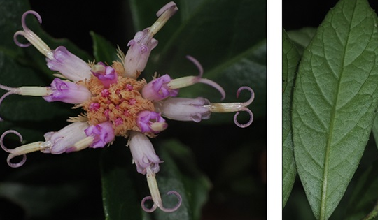 Cận cảnh loài thực vật mới phát hiện ở Quảng Trị