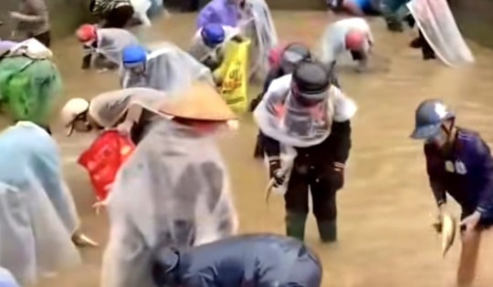 Thực hư thông tin nhiều người thi nhau bắt cá tầm, bỏ mặc sự cầu xin của chủ nhà ở Lào Cai