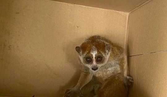 Người dân giao nộp cá thể cu li quý hiếm