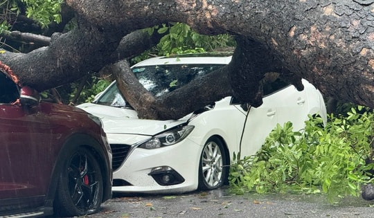 Hà Nội mưa kéo dài, cây cổ thụ lại bật gốc đè bẹp 2 ô tô