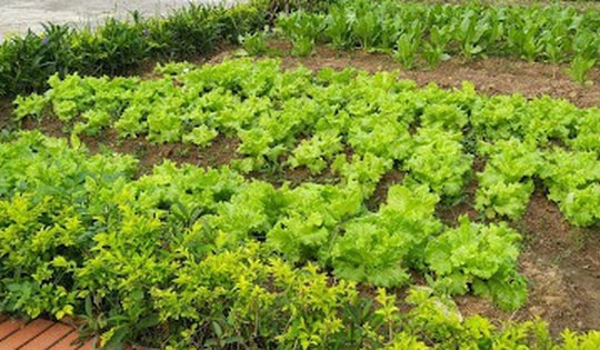 Đánh giá tác động của mô hình 'Vườn rau dinh dưỡng' đến tình trạng thiếu vi chất ở trẻ em dân tộc thiểu số