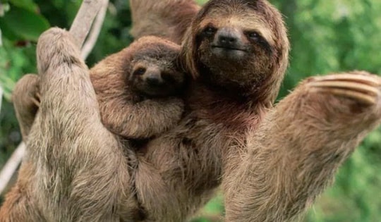 Động vật nào chậm nhất thế giới?